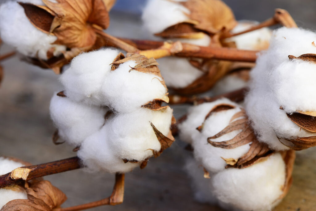 Fibras de algodão natural em detalhe com cápsulas abertas na planta