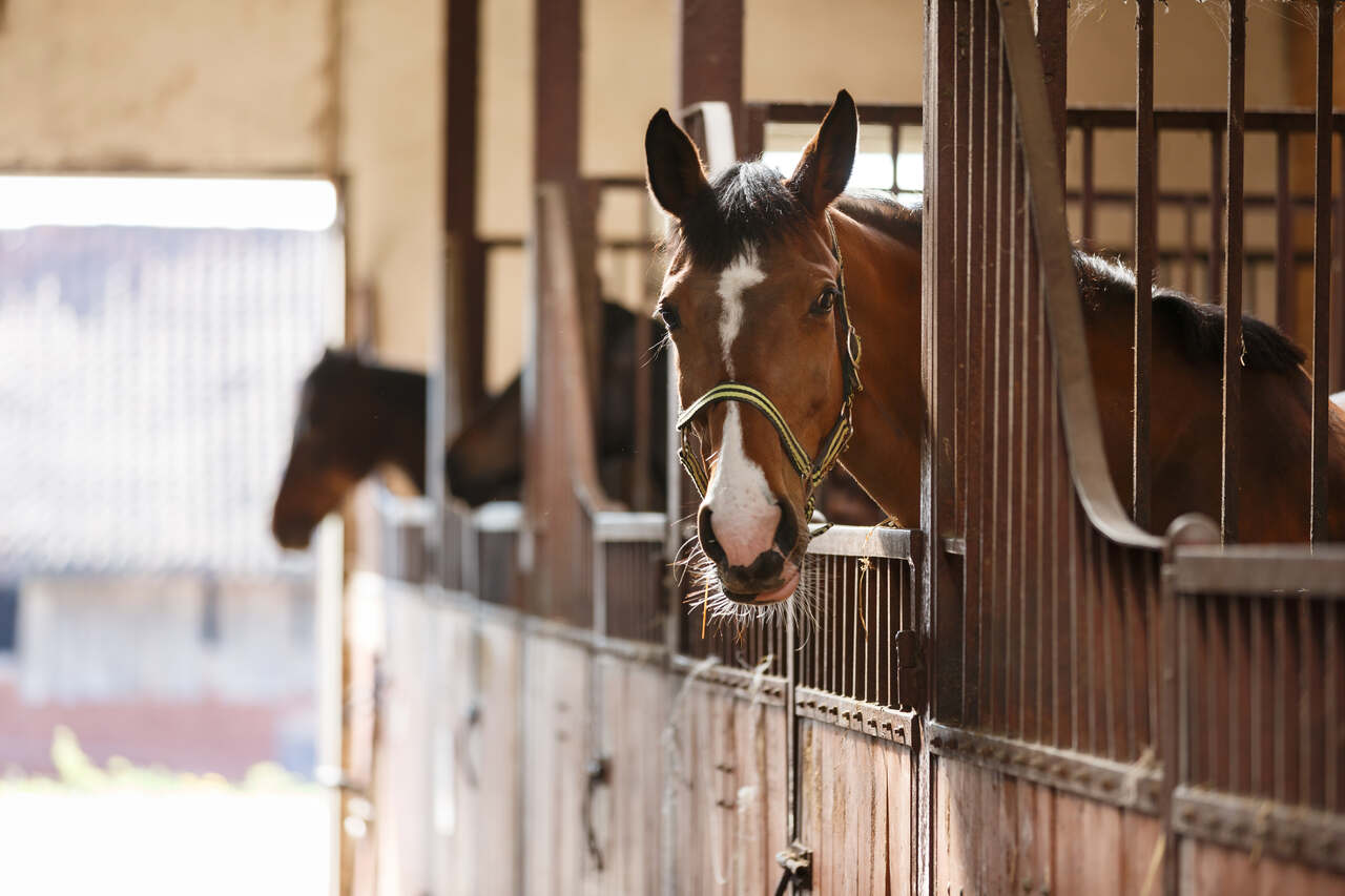 cavalo em estábulo olhando para fora da baia em ambiente rural