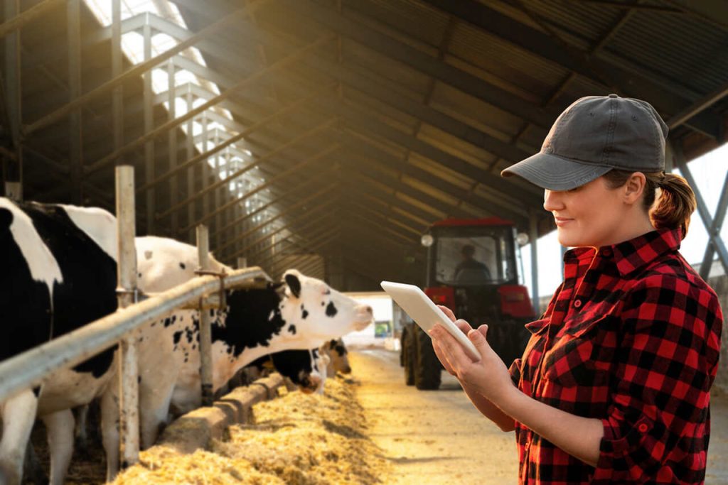 Produtora rural utilizando tablet para monitorar alimentação de vacas com ração animal à base de algodão em fazenda leiteira.