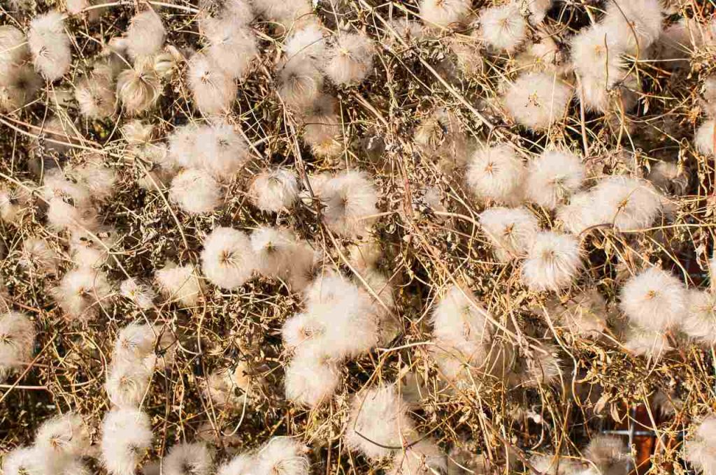 resíduo de algodão proveniente da produção agrícola utilizado na alimentação de bovinos