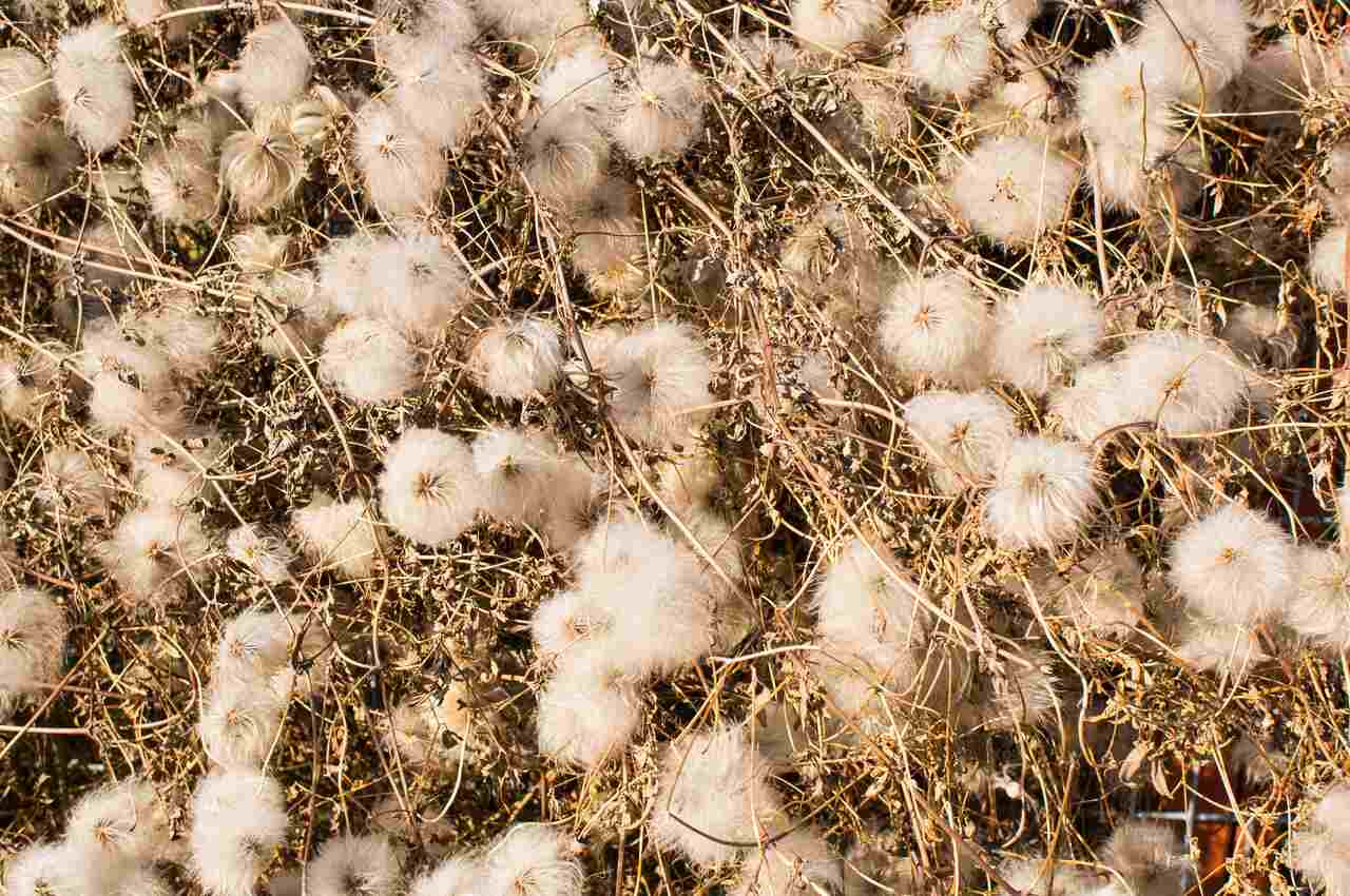 resíduo de algodão proveniente da produção agrícola utilizado na alimentação de bovinos