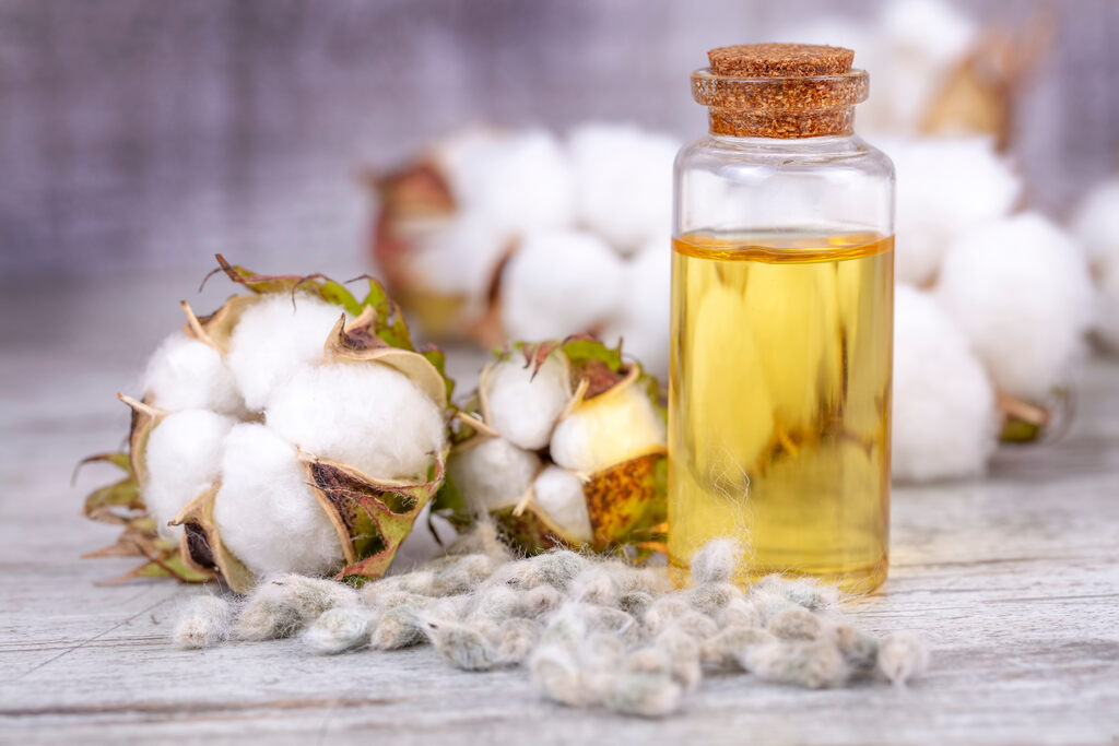 frasco de óleo de algodão ao lado de fibras naturais de algodão cru