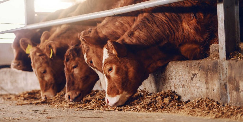 bovinos consumindo torta de algodão utilizada como fonte de proteína na alimentação animal