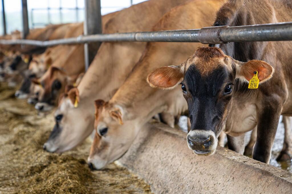 dieta animal com vacas se alimentando em cocho dentro de confinamento