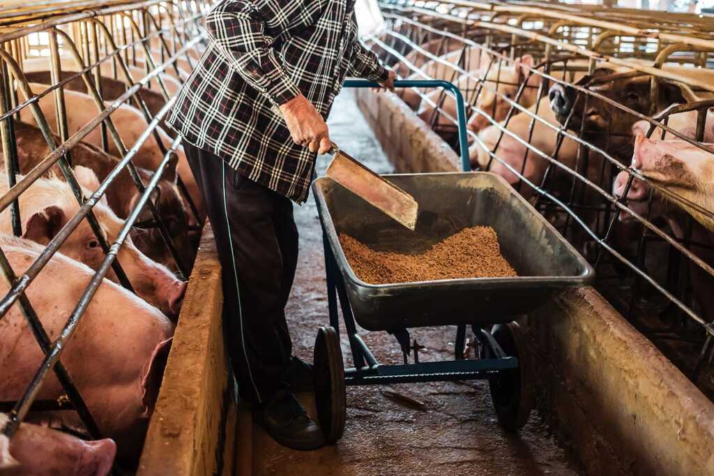 manejo de dieta animal com fornecimento de ração para suínos em granja