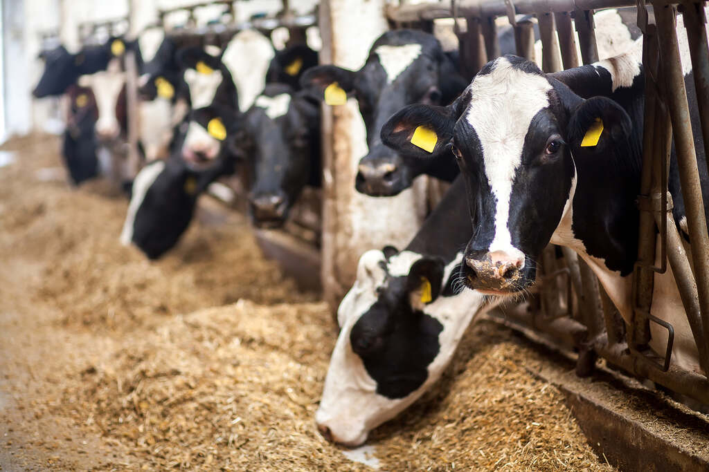 alimentação de bovinos com farelo de algodão e manejo nutricional na fazenda