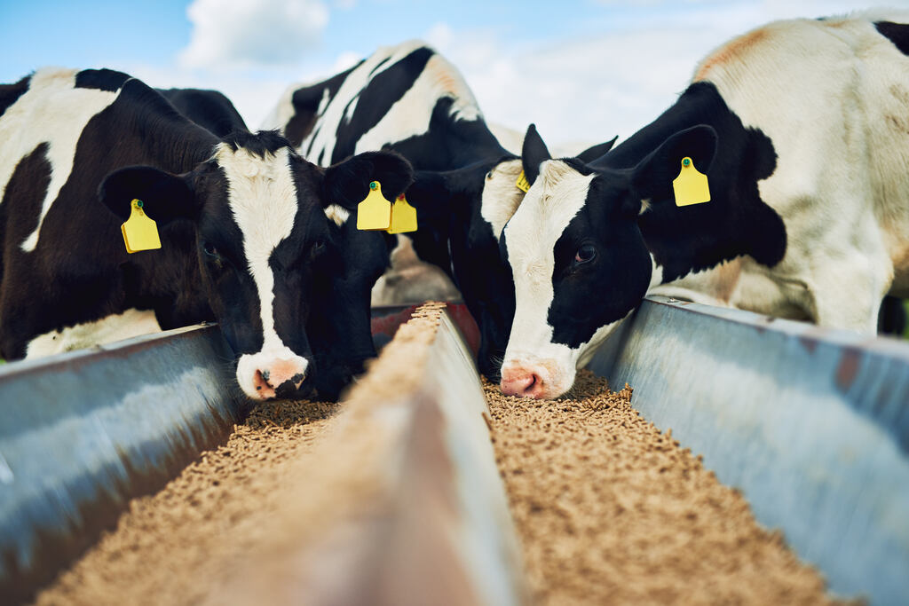 Vacas se alimentando em cocho, representando a importância da nutrição bovina para saúde e produtividade