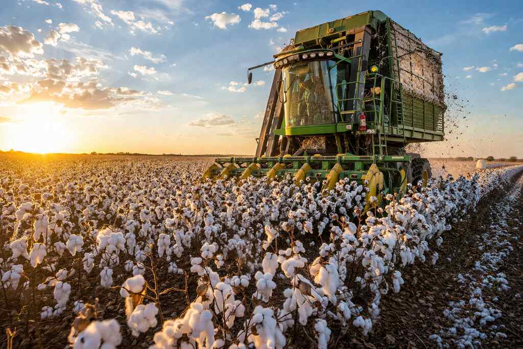 processamento de algodão no campo com colheita mecanizada e máquina colheitadeira em plantação