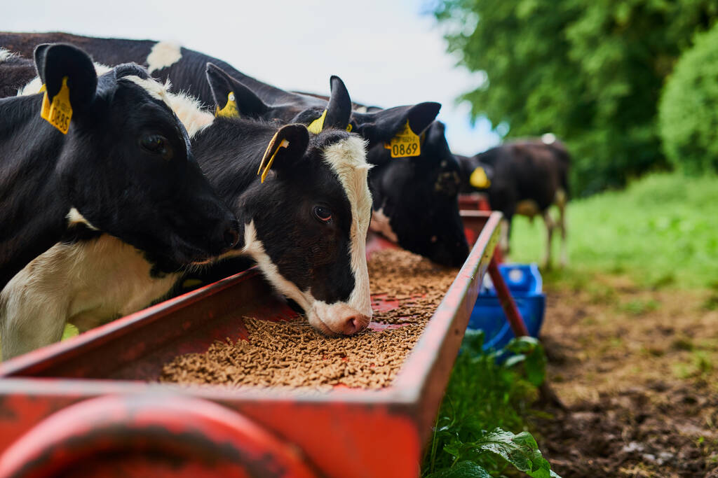 Vacas se alimentando em cocho com ração de baixo teor de gordura em ambiente rural