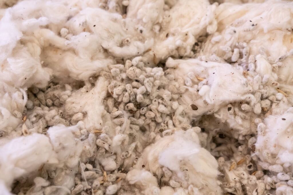 Farelo de algodão utilizado na ração animal com fibras e sementes visíveis