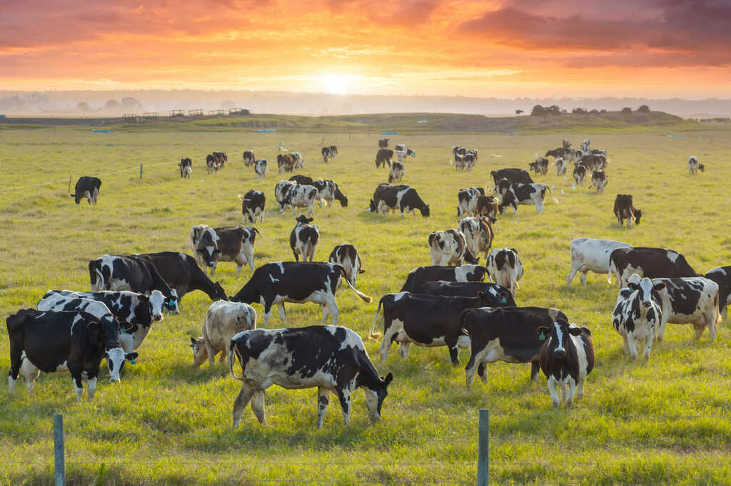rebanho de bovinos de corte pastando em campo aberto ao pôr do sol
