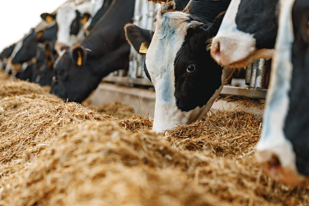 vacas se alimentando com ração em cocho em sistema de confinamento