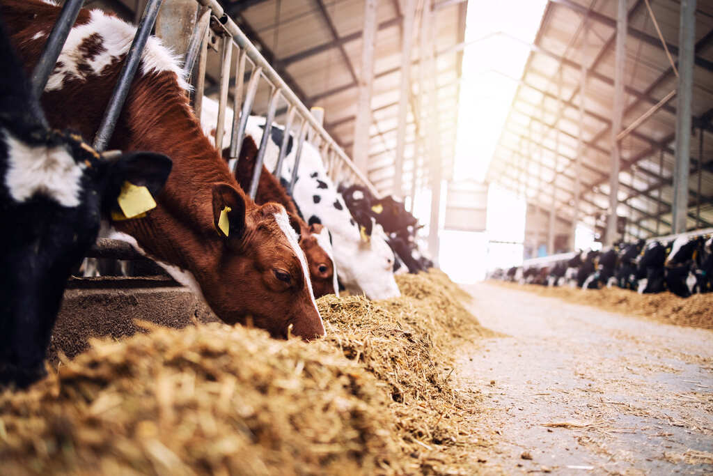 Vacas se alimentando em galpão, representando os benefícios da ração proteica para bovinos na nutrição animal