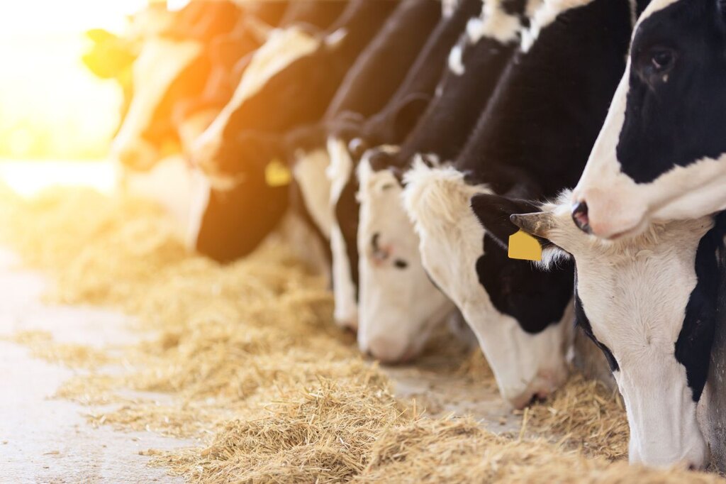 Vacas leiteiras se alimentando em cocho com silagem em ambiente de fazenda rural
