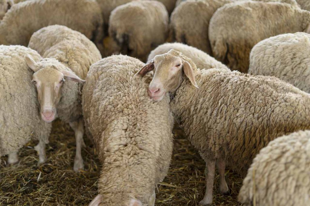 ovelhas em confinamento com dieta à base de torta de algodão na nutrição animal