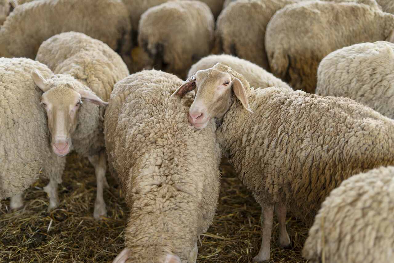 ovelhas em confinamento com dieta à base de torta de algodão na nutrição animal